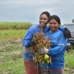 Aqui a gente cuida: Agricultura familiar de Coruripe vive avanço histórico impulsionado pelo Projeto Maná e políticas públicas estruturantes