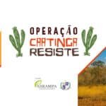 Começa hoje a Operação Caatinga Resiste, ação nacional contra o desmatamento no semiárido brasileiro