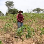 Mais de 20 mil agricultores alagoanos vão receber Garantia-Safra neste mês de março