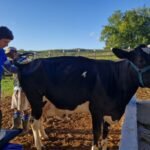Sucesso da fertilização in vitro eleva em 63% adesão de produtores familiares em Porto Real do Colégio 