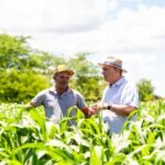 Garantia-Safra injeta quase R$ 32 milhões na economia dos municípios alagoanos