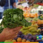 Garantia-Safra: agricultores familiares receberão o recurso do garantia-safra em julho