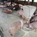 Rebanho suíno de municípios registra o maior crescimento do País, aponta IBGE