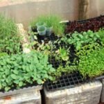 FNDE prorroga prazo para participação no Mapeamento Nacional de Hortas Escolares