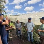 Dia de campo aproxima produtores de flores para cultivo de crisântemos