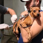 Campanha antirrábica 2026 começa dia 3 de novembro em Penedo
