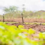 Programa Irriga Alagoas tem potencial de aumentar área irrigada em mais de 320 hectares no estado